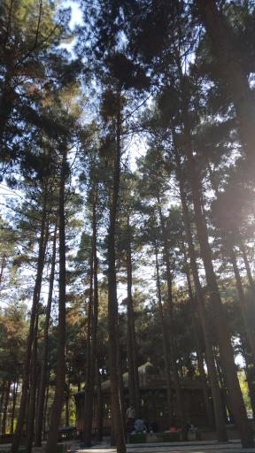 عکس مجموعه تفریحی آبشار شاهرود