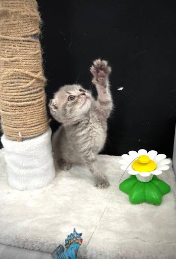 پارسیان کت (خرید و فروش گربه)