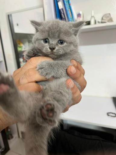 پارسیان کت (خرید و فروش گربه)