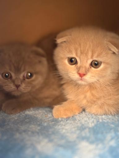 پارسیان کت (خرید و فروش گربه)