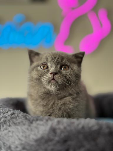 پارسیان کت (خرید و فروش گربه)