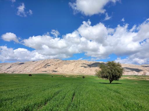 عکس مورموری