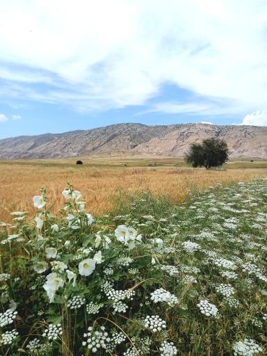 عکس مورموری