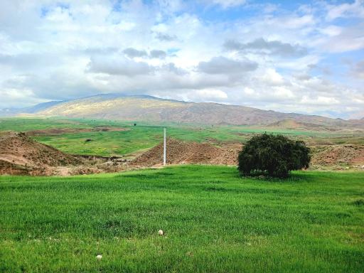 عکس مورموری