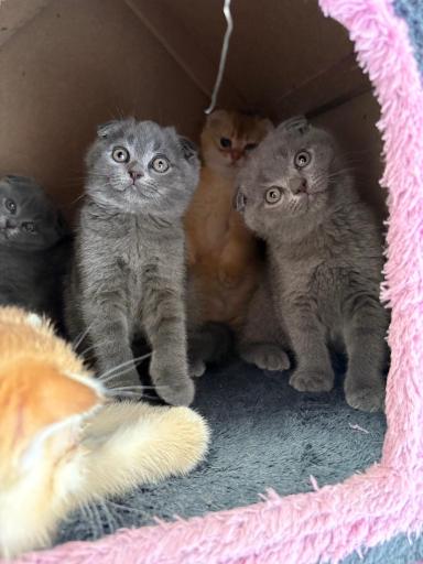 عکس پارسیان کت (خرید و فروش گربه)