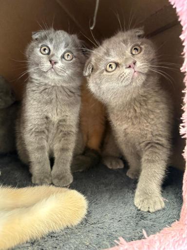 عکس پارسیان کت (خرید و فروش گربه)