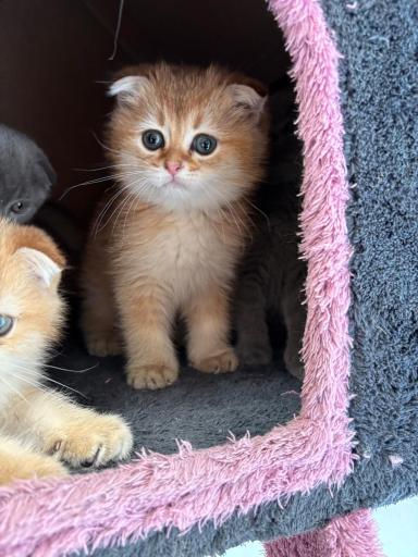 عکس پارسیان کت (خرید و فروش گربه)