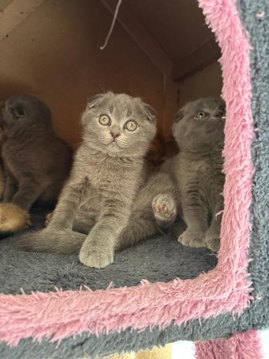 عکس پارسیان کت (خرید و فروش گربه)