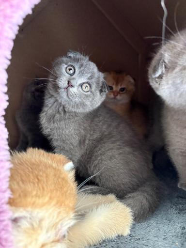 عکس پارسیان کت (خرید و فروش گربه)