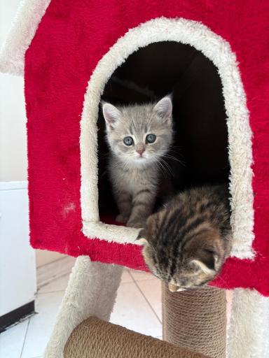 عکس پارسیان کت (خرید و فروش گربه)
