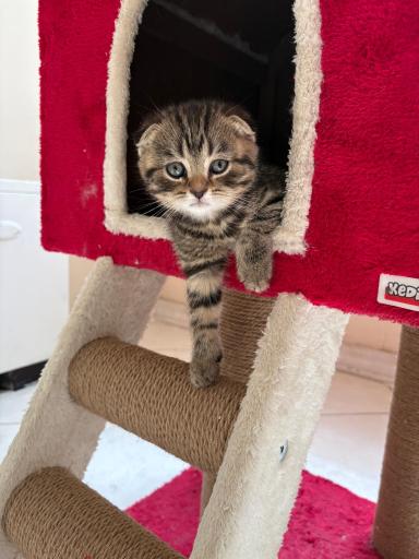 عکس پارسیان کت (خرید و فروش گربه)