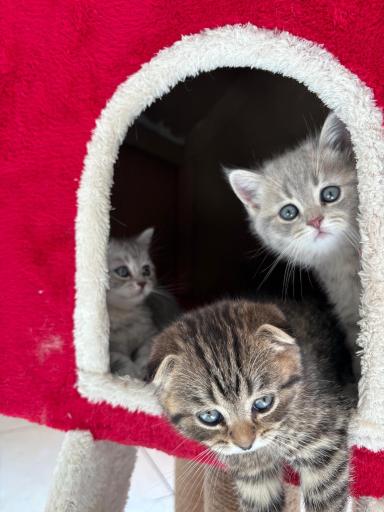 عکس پارسیان کت (خرید و فروش گربه)