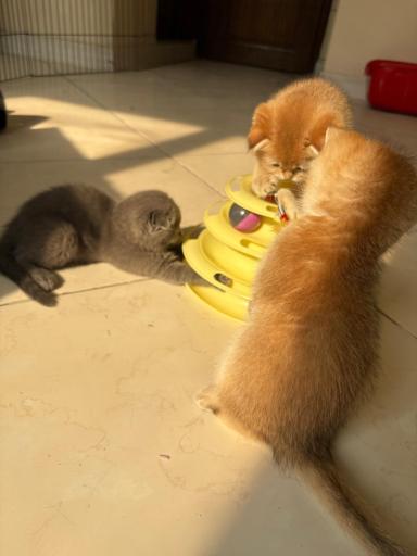 عکس پارسیان کت (خرید و فروش گربه)