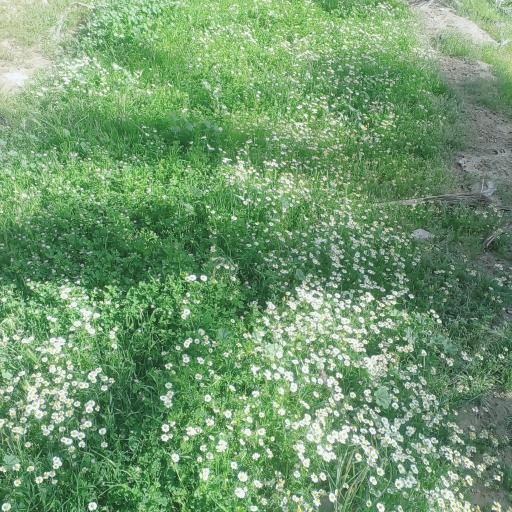 عکس بوشهر