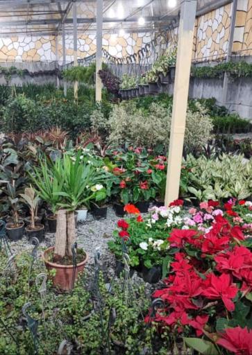 عکس گلخانه چهارده معصوم 