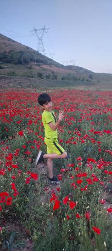 عکس دشت شقایق امین آباد