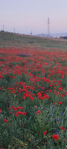 عکس دشت شقایق امین آباد