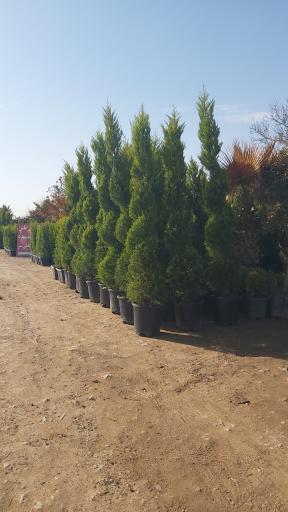 عکس نهالستان یاس
