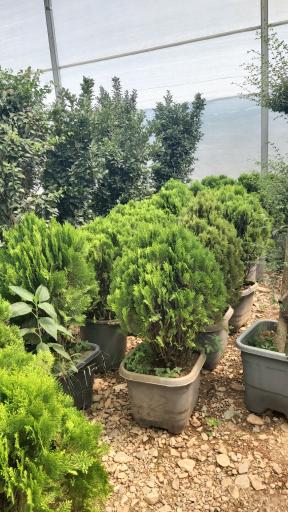 عکس نهالستان یاس