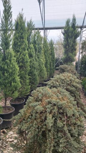 عکس نهالستان یاس
