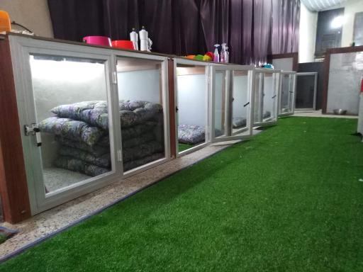 عکس پانسیون سگ مهد سگ پودی