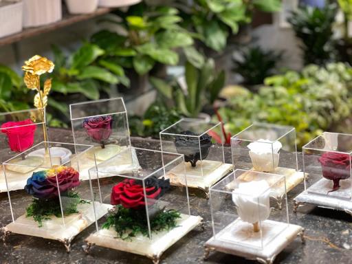 عکس گل برکه