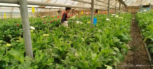 عکس گل فروشی برادران بنائی