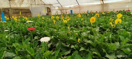 عکس گل فروشی برادران بنائی