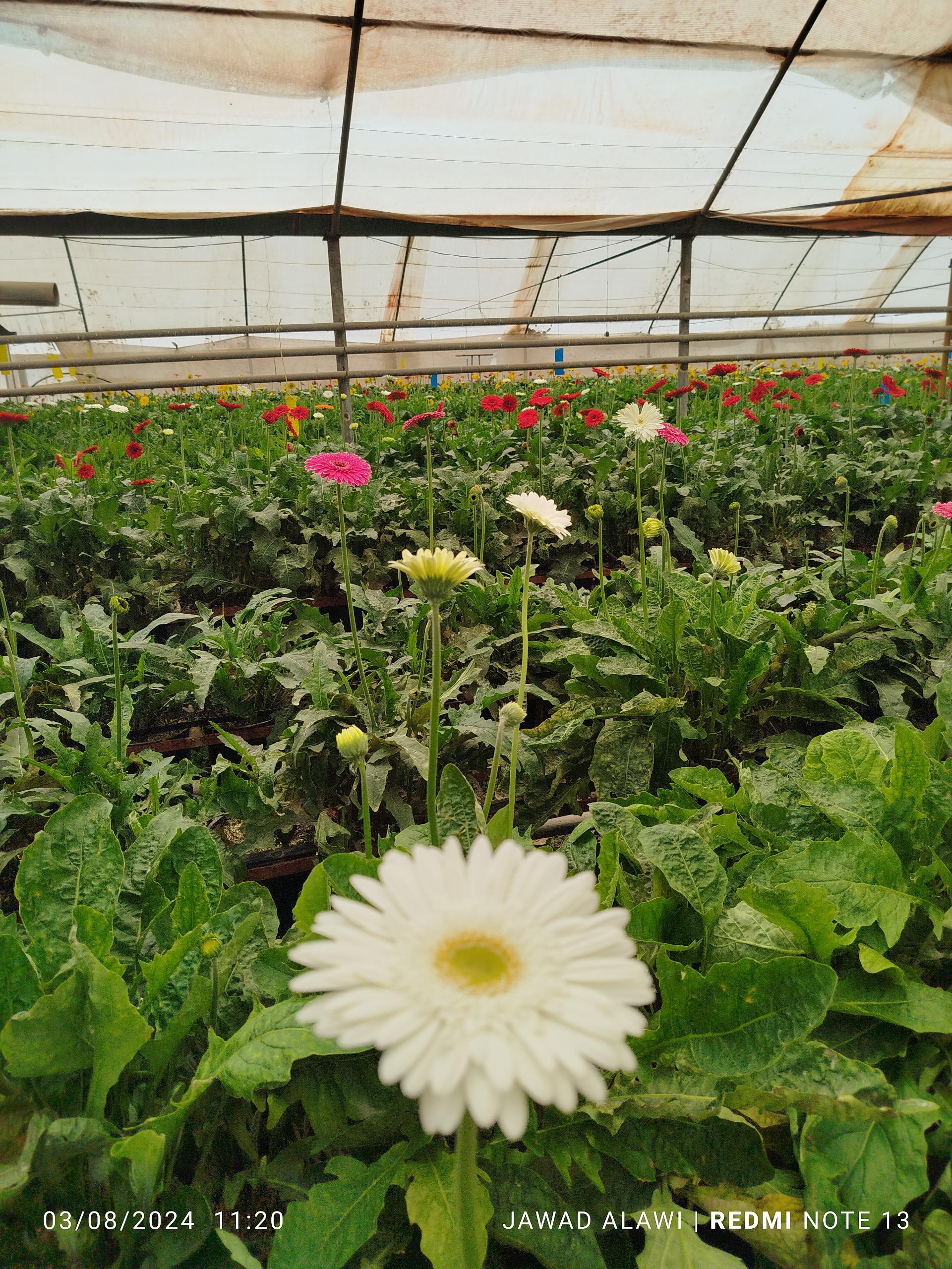 عکس گل فروشی برادران بنائی