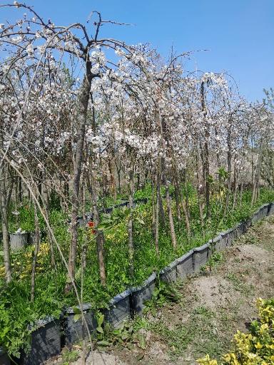 عکس نهالستان ماشاتوک