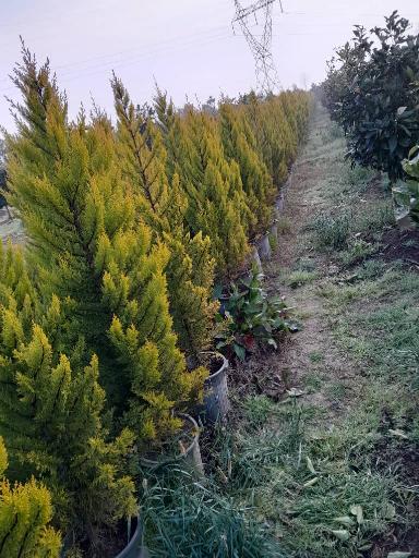 عکس نهالستان ماشاتوک