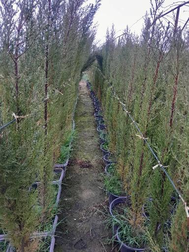 عکس نهالستان ماشاتوک