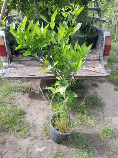 عکس نهالستان ماشاتوک