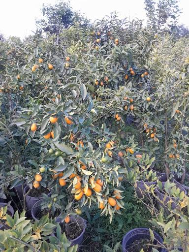 عکس نهالستان ماشاتوک