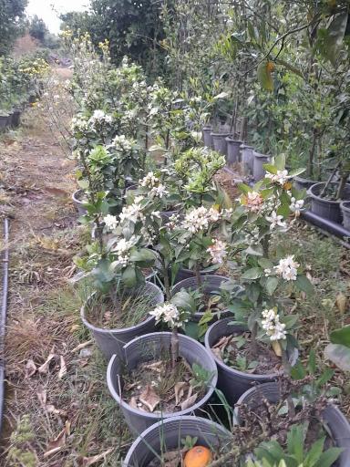 عکس نهالستان ماشاتوک