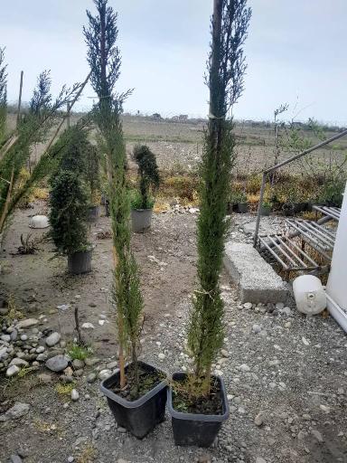 عکس نهالستان ماشاتوک