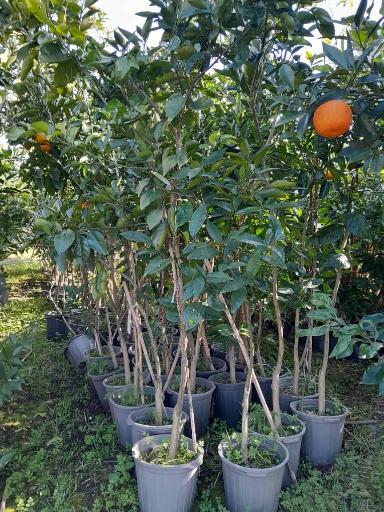 عکس نهالستان ماشاتوک