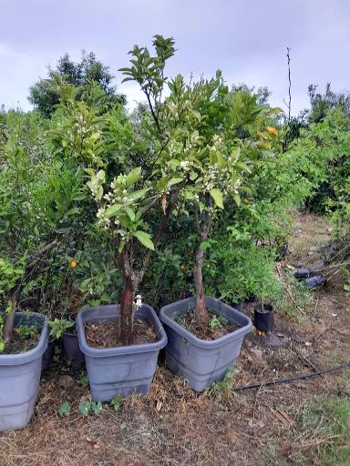 عکس نهالستان ماشاتوک