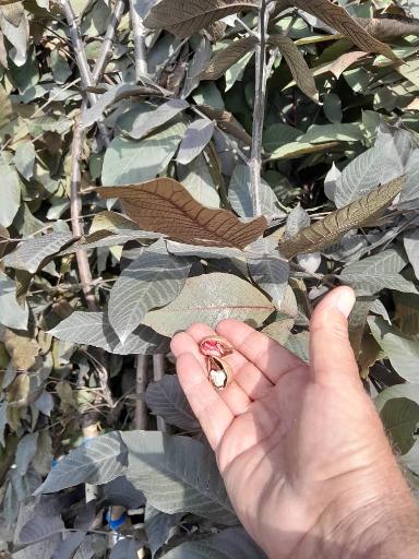 عکس نهالستان ماشاتوک