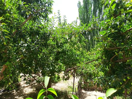 عکس مجتمع پذیرایی و تفریحی بابابزرگ 