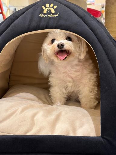 عکس پت شاپ سنجاب