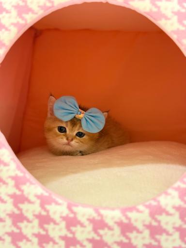 عکس پت شاپ سنجاب