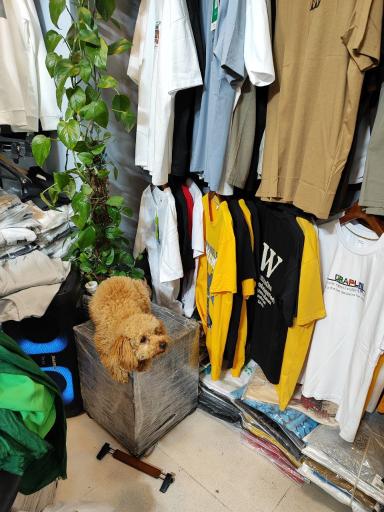 عکس پوشاک مردانه شیکور قشم