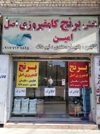 عکس پخش برنج کامفیروزی امین زاهدی