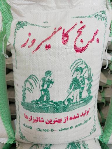 عکس پخش برنج کامفیروزی امین زاهدی