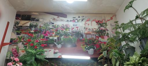 عکس گلسرای جام جم