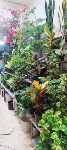 عکس گلسرای جام جم