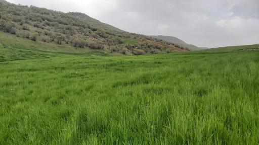 عکس باندر علیا