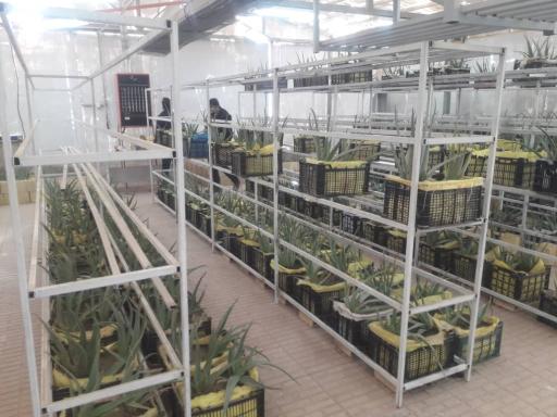 عکس گلخانه هوشمند و مزرعه الوئه ورا 