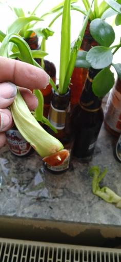 عکس گلخانه هوشمند و مزرعه الوئه ورا 